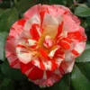 Rose Hanky Panky 5 Litre Potted Plant