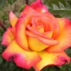 Rose Sheila's Perfume 5 Litre Potted Plant