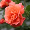 Rose Westerland 5 Litre Potted Plant