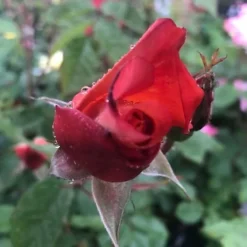 Rose Westerland 5 Litre Potted Plant -Cheap Grow And Trim Store rose westerland 5 litre potted plant5050222003551 02c MP