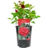 Ruby Wedding 40th Anniversary Red Rose - Outdoor Plant, Ideal For Gardens, Compact Size