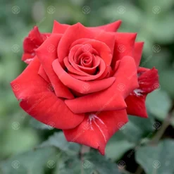 Ruby Wedding 40th Anniversary Red Rose - Outdoor Plant, Ideal For Gardens, Compact Size -Cheap Grow And Trim Store ruby wedding 40th anniversary red rose outdoor plant ideal for gardens compact size5051641538839 02c MP