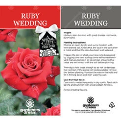 Ruby Wedding 40th Anniversary Red Rose - Outdoor Plant, Ideal For Gardens, Compact Size -Cheap Grow And Trim Store ruby wedding 40th anniversary red rose outdoor plant ideal for gardens compact size5051641538839 03c MP