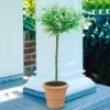 Salix Hakuro Nishiki Patio Tree - Stunning Variety, Ideal For UK Gardens, Compact Size (2-3ft)