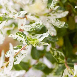 Salix Hakuro Nishiki Patio Tree - Stunning Variety, Ideal For UK Gardens, Compact Size (2-3ft) -Cheap Grow And Trim Store salix hakuro nishiki patio tree stunning variety ideal for uk gardens compact size 2 3ft 5051641249230 02c MP