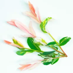 Salix Hakuro Nishiki Patio Tree - Stunning Variety, Ideal For UK Gardens, Compact Size (2-3ft) -Cheap Grow And Trim Store salix hakuro nishiki patio tree stunning variety ideal for uk gardens compact size 2 3ft 5051641249230 04c MP