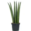 Sansevieria Cylindrica - Indoor House Plant For Home Office, Kitchen, Living Room - Potted Houseplant (30-40cm)