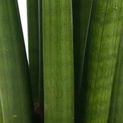 Sansevieria Cylindrica - Indoor House Plant For Home Office, Kitchen, Living Room - Potted Houseplant (30-40cm) -Cheap Grow And Trim Store sansevieria cylindrica indoor house plant for home office kitchen living room potted houseplant 30 40cm 5059442007462 02c MP