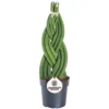 Sansevieria Twister - Indoor House Plant For Home Office, Kitchen, Living Room - Potted Houseplant (30-40cm)