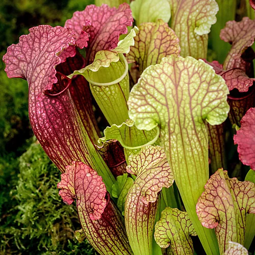 Sarracenia Smoorii - Indooy Fly Trap Houseplant, Evergreen Carnivorous Pitcher Plant In 12cm Pot (20-30cm) 1 Sarracenia Smoorii - Indooy Fly Trap Houseplant, Evergreen Carnivorous Pitcher Plant In 12cm Pot (20-30cm)