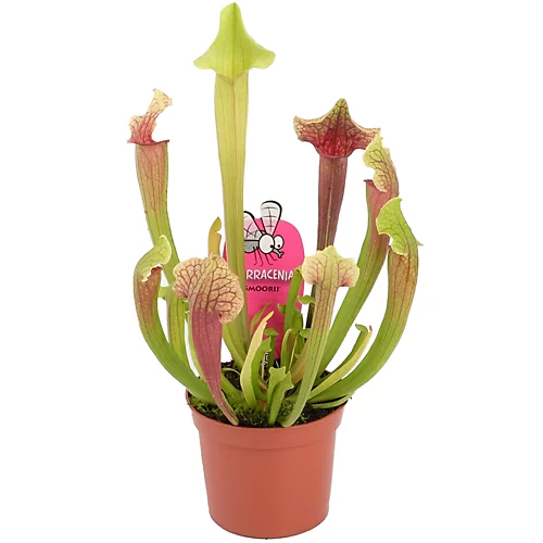 Sarracenia Smoorii - Indooy Fly Trap Houseplant, Evergreen Carnivorous Pitcher Plant In 12cm Pot (20-30cm) 2 Sarracenia Smoorii - Indooy Fly Trap Houseplant, Evergreen Carnivorous Pitcher Plant In 12cm Pot (20-30cm) - Image 2