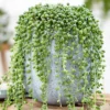 Senecio Rowleyanus - Evergreen Trailing Plant In 14cm Pot, String Of Pearls, Low Maintenance, Compact Size (20-30cm)
