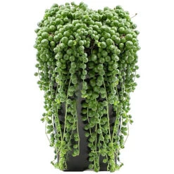 Senecio Rowleyanus - Evergreen Trailing Plant In 14cm Pot, String Of Pearls, Low Maintenance, Compact Size (20-30cm) -Cheap Grow And Trim Store senecio rowleyanus evergreen trailing plant in 14cm pot string of pearls low maintenance compact size 20 30cm 5059442012404 02c MP