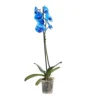 Single Stem Blue Moth Orchid In 12cm Clear Plastic Grow Pot