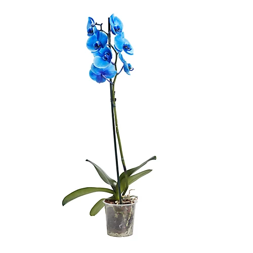 Single Stem Blue Moth Orchid In 12cm Clear Plastic Grow Pot 1 Single Stem Blue Moth Orchid In 12cm Clear Plastic Grow Pot