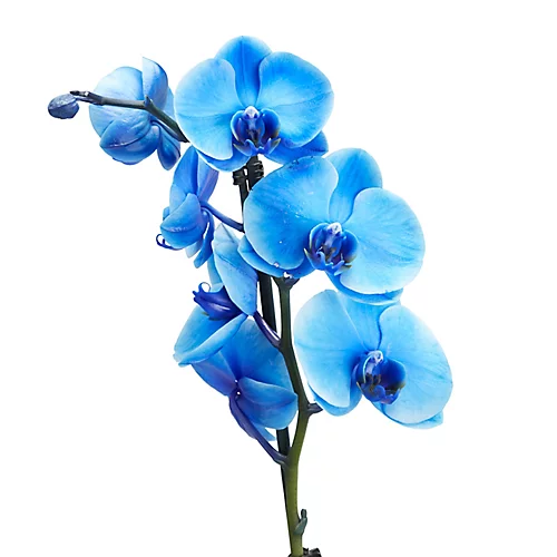 Single Stem Blue Moth Orchid In 12cm Clear Plastic Grow Pot 2 Single Stem Blue Moth Orchid In 12cm Clear Plastic Grow Pot - Image 2