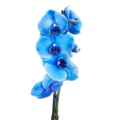 Single Stem Blue Moth Orchid In 12cm Clear Plastic Grow Pot 5 Single Stem Blue Moth Orchid In 12cm Clear Plastic Grow Pot -Cheap Grow And Trim Store single stem blue moth orchid in 12cm clear plastic grow pot3663602462927 37c bq
