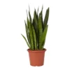 Snake Plant In 25cm Plastic Pot