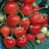 Strawberry Marshmello - Outdoor Fruit Plants For Gardens, Pots, Containers (9cm Pots, 5 Pack)