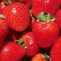 Strawberry Marshmello - Outdoor Fruit Plants For Gardens, Pots, Containers (9cm Pots, 5 Pack) -Cheap Grow And Trim Store strawberry marshmello outdoor fruit plants for gardens pots containers 9cm pots 5 pack 5059442042722 03c MP