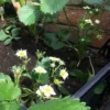 Strawberry Plants - Mixed - 3 X 9cm Pots