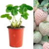 Strawberry Snow White - Outdoor Fruit Plants For Gardens, Pots, Containers (9cm Pots, 5 Pack)