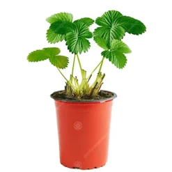 Strawberry Snow White - Outdoor Fruit Plants For Gardens, Pots, Containers (9cm Pots, 5 Pack) -Cheap Grow And Trim Store strawberry snow white outdoor fruit plants for gardens pots containers 9cm pots 5 pack 5059442058396 02c MP