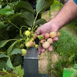 Strawberry Snow White - Outdoor Fruit Plants For Gardens, Pots, Containers (9cm Pots, 5 Pack) -Cheap Grow And Trim Store strawberry snow white outdoor fruit plants for gardens pots containers 9cm pots 5 pack 5059442058396 04c MP