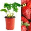 Strawberry Sweetheart - Outdoor Fruit Plants For Gardens, Pots, Containers (9cm Pots, 5 Pack)