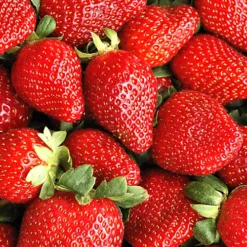 Strawberry Sweetheart - Outdoor Fruit Plants For Gardens, Pots, Containers (9cm Pots, 5 Pack) -Cheap Grow And Trim Store strawberry sweetheart outdoor fruit plants for gardens pots containers 9cm pots 5 pack 5051641521572 02c MP