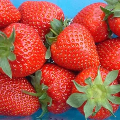 Strawberry Sweetheart - Outdoor Fruit Plants For Gardens, Pots, Containers (9cm Pots, 5 Pack) -Cheap Grow And Trim Store strawberry sweetheart outdoor fruit plants for gardens pots containers 9cm pots 5 pack 5051641521572 03c MP