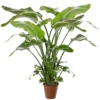 Strelitzia Nicolai - Indoor House Plant For Home Office, Kitchen, Living Room - Potted Houseplant (100-120cm)