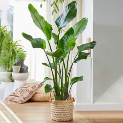 Strelitzia Nicolai - Indoor House Plant For Home Office, Kitchen, Living Room - Potted Houseplant (100-120cm) -Cheap Grow And Trim Store strelitzia nicolai indoor house plant for home office kitchen living room potted houseplant 100 120cm 5059442054442 02c MP