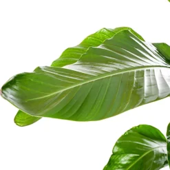 Strelitzia Nicolai - Indoor House Plant For Home Office, Kitchen, Living Room - Potted Houseplant (100-120cm) -Cheap Grow And Trim Store strelitzia nicolai indoor house plant for home office kitchen living room potted houseplant 100 120cm 5059442054442 03c MP