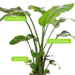 Strelitzia Nicolai - Indoor House Plant For Home Office, Kitchen, Living Room - Potted Houseplant (100-120cm) -Cheap Grow And Trim Store strelitzia nicolai indoor house plant for home office kitchen living room potted houseplant 100 120cm 5059442054442 04c MP