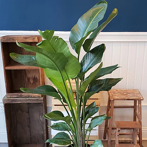 Strelitzia Nicolai - White Bird Of Paradise Houseplant, Evergreen Upright Plant With Bright Green Foliage (40-50cm) 3 Strelitzia Nicolai - White Bird Of Paradise Houseplant, Evergreen Upright Plant With Bright Green Foliage (40-50cm) - Image 3