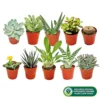 Succulent Plant Mix - Indoor Plant Mix For Home Office, Kitchen, Living Room In Pots (10 Plants)