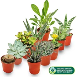 Succulent Plant Mix - Indoor Plant Mix For Home Office, Kitchen, Living Room In Pots (10 Plants) -Cheap Grow And Trim Store succulent plant mix indoor plant mix for home office kitchen living room in pots 10 plants 5059442028436 02c MP