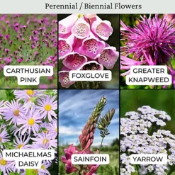 The Bees Knees Wildflowers 20g (10m²) -Cheap Grow And Trim Store the bees knees wildflowers 20g 10m 5065007977033 03c MP