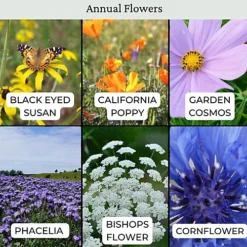 The Bees Knees Wildflowers 20g (10m²) -Cheap Grow And Trim Store the bees knees wildflowers 20g 10m 5065007977033 04c MP