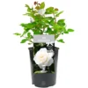Tin Wedding 10th Anniversary White Rose - Outdoor Plant, Ideal For Gardens, Compact Size