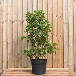 Viburnum Tinus 'Eve Price' 70cm Height Evergreen Instant Hedge Pack Of 16 -Cheap Grow And Trim Store viburnum tinus eve price 70cm height evergreen instant hedge pack of 165056684004488 02c MP
