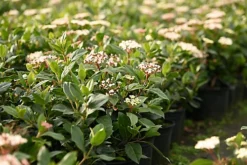 Viburnum Tinus 'Eve Price' 70cm Height Evergreen Instant Hedge Pack Of 16 -Cheap Grow And Trim Store viburnum tinus eve price 70cm height evergreen instant hedge pack of 165056684004488 03c MP
