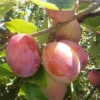 Victoria Plum Fruit Tree 4-5ft Juicy, Self Fertile & Ready To Fruit, Supplied In A 5 Litre Pot