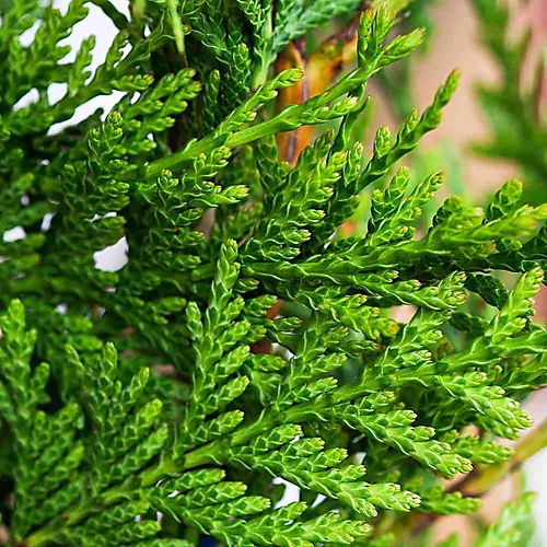 Western Red Cedar 1m Height Evergreen Hedge Plant Pack Of 10 2 Western Red Cedar 1m Height Evergreen Hedge Plant Pack Of 10 - Image 2
