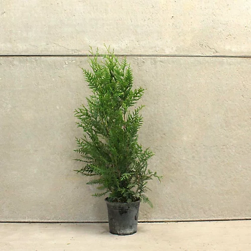 Western Red Cedar 1m Height Evergreen Hedge Plant Pack Of 10 3 Western Red Cedar 1m Height Evergreen Hedge Plant Pack Of 10 - Image 3