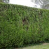 Western Red Cedar 1m Height Evergreen Hedge Plant Pack Of 5