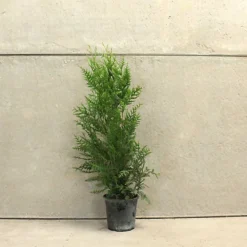 Western Red Cedar 1m Height Evergreen Hedge Plant Pack Of 5 -Cheap Grow And Trim Store western red cedar 1m height evergreen hedge plant pack of 55056684004433 03c MP