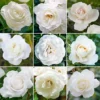White Rose - Outdoor Plant, Stunning Colour, Ideal For Gardens, Compact Size