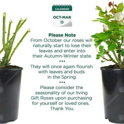 White Rose - Outdoor Plant, Stunning Colour, Ideal For Gardens, Compact Size -Cheap Grow And Trim Store white rose outdoor plant stunning colour ideal for gardens compact size5059442019021 03c MP